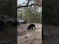 releasing two florida black bear cubs