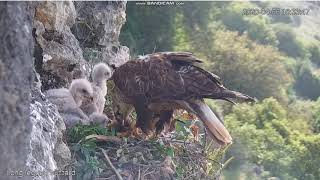 Kurhannik (Buteo rufinus) IZRAEL - karmienie futrzakiem  2020 04 06