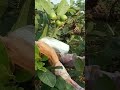 珍珠番石榴套袋：先用珍珠綿套住，然後再用白色的袋子包住pearl guava sleeve first use the pearl sponge to cover white bag to cover