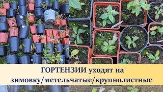 Зимовка гортензий/ Блаумайзе спит ❗❗❗под подушкой/ молодые саженцы метельчатых гортензий идут спать.