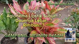 Cara mudah Membuat Aglonema lipstik tumbuh subur daunnya lebat@TamanBunga99