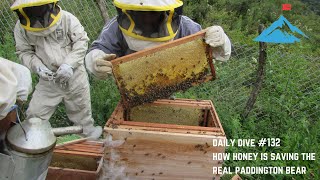 Daily Dive # 132 | How Honey is Saving the Real Paddington Bear