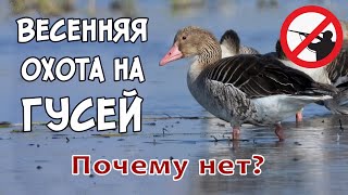 Весенняя охота на гусей. Почему нет?