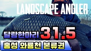 풍낚[붕어낚시,민물낚시] 와룡천에서 겨우 달랑한마리 31.5