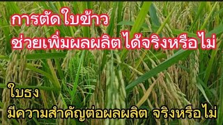 #เทคนิคตัดใบข้าวเพิ่มผลผลิต #ชาวนา #เกษตรกร #เทคนิค #ลดต้นทุน ติดต่อเกษตรเจี๊ยบ 080-9545597