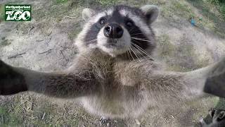 What would a raccoon hug look like? Tommy at Northumberland Zoo shows us..