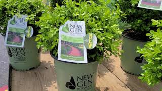 Buxus NewGen™ Freedom® \u0026 Independence® (Boxwood) // NEW Blight Tolerant \u0026 Pest Resistant Boxwoods