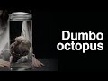 Monsters of the Deep - DUMBO OCTOPUS