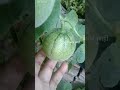 टरबुजाचा वेल आणि टरबूज how to grow muskmelon from seeds