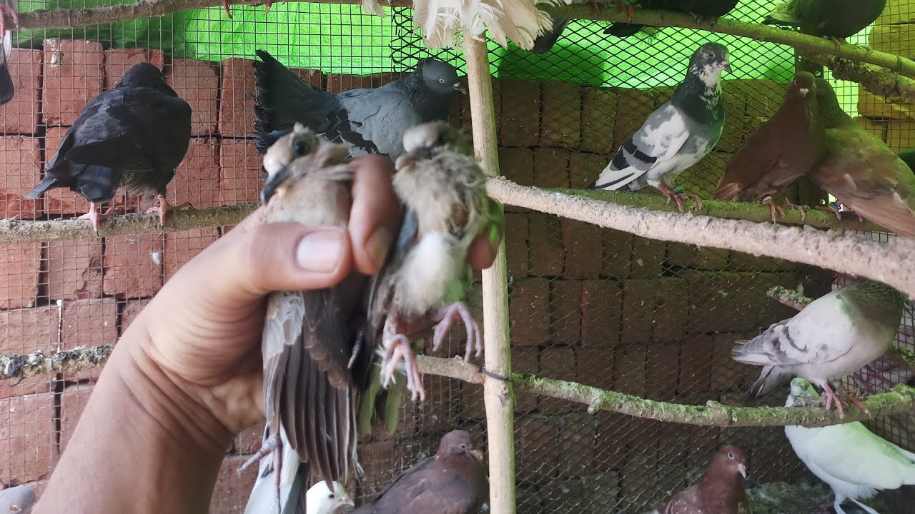 Pigeon Vs 2 Dove || Rescued One More Baby Dove || 2 Baby Dove Lived ...