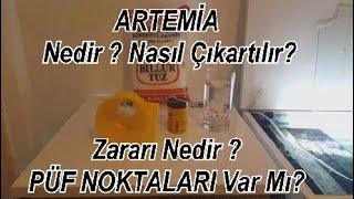 Artemia Çıkarma ve Püf Noktaları