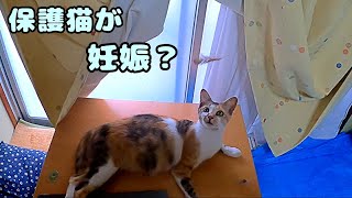 Why don't domestic cats estrus when it's been three months since they gave birth during the stray…