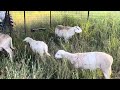 Growth Update! 5 Month Old Embryo Transfer Australian White Ram Lambs | BRG Australian Whites