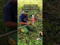 cara cepat mengasah pisau potong rumput