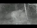 rare javan rhinos filmed