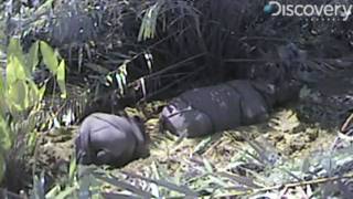 Rare Javan Rhinos Filmed