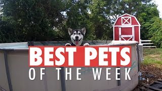 Best Pets of the Week