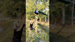 See how peacocks hunt by farmar boy.#wildlife #vfx #tiger #peacock #hunter