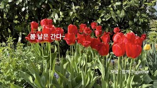 봄 날은 간다~  무너지는 우아한 튤립, 할머니의 꽃밭, Germany,