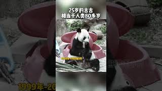 再见了！北动保安队长！古古！ 大熊猫古古 来这吸熊猫 萌宠出道计划 熊猫南小月