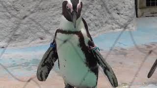 【かわいい】ケープペンギン African Penguin【上野動物園】