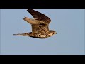 the big bird migration at ottenby Öland sweden