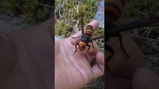 The queen of the Giant hornet(Vespa mandarinia) is docile.