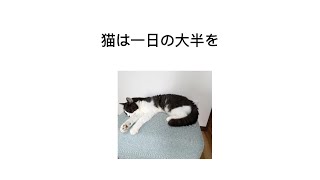 【雑学】猫に関する雑学10選【聞き流し】