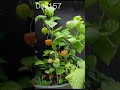 growing physalis 🔥 time lapse