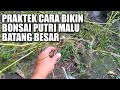 Praktek Bikin Bonsai Putri Malu Batang Besar Hasil Nonton YouTube