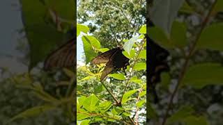 ミヤマカラスアゲハ　最期の力を振り絞って