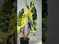 philodendron billietiae variegated #philodendronbillietiaevariegated  #philodendron