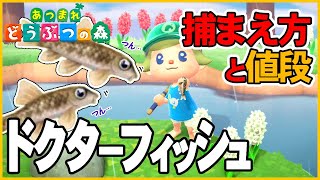 【あつ森】ドクターフィッシュの出現時間と場所・魚影・値段・解説・飾る【あつまれどうぶつの森AnimalCrossing】釣り方捕まえ方