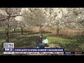 Chicagoans relish in the blooming of cherry blossoms