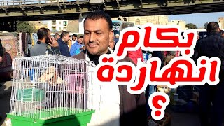 جولة حصرية في سوق الاحد اليوم ٢٣فبراير💚اسعار العصافير بأرقام اصحابها❤️اللي حصل في لم العصافير وبيعها