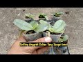 anggrek bulan terbesar di bumi‼️PHALAENOPSIS GIGANTEA