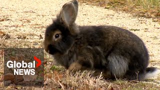 Booming bunny population forces Canadian city to act