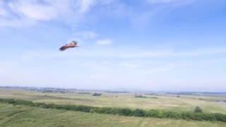 【渡良瀬遊水地】水辺の鳥　ドローンを使ったバードウォッチング