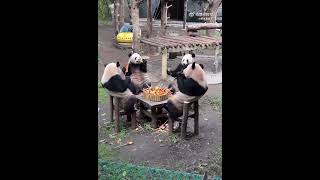 大熊猫围在一起吃火锅。Giant pandas eat hot pot together。#panda