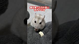 ヤバいほど食いつくおやつ #shorts #ハムスター #ジャンガリアンハムスター