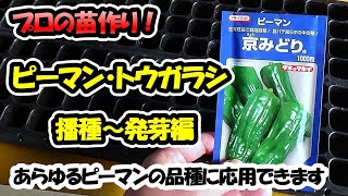 【苗のプロが教える！】ピーマン・トウガラシ類の苗作り　播種～発芽編（セルトレー）あらゆるピーマンの品種に応用できます