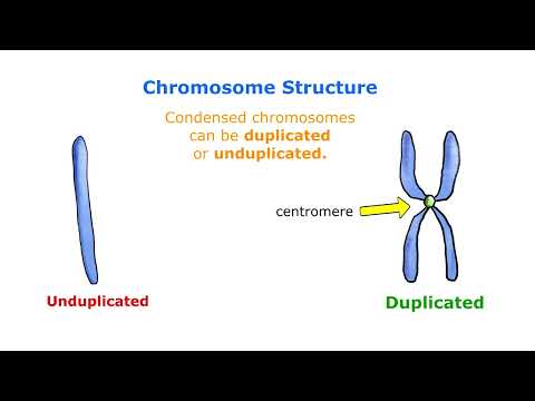 How common is chromosome duplication?