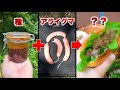 カラシナの種から自家製マスタードを作ってアライグマソーセージと一緒に食べてみた