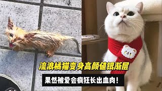 流浪橘猫变身高颜值银渐层，果然被爱会疯狂长出血肉  #动物故事 #动物解说 #动物趣事