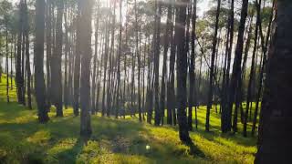 तुकुचा गढी (Tukucha Gadi) #travel #travelvlog #nature #wood #hiking #hike #banepa #green #greenary