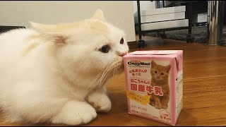 Cat drinking her first glass of milk.