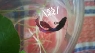 半月斗鱼（纯观赏） Half Moon Betta（Pure viewing）