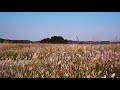 corn field asmr ★︎ nature sounds ★︎ relaxation for sleep ★︎ unwind meditation ★︎ calming sounds ★︎