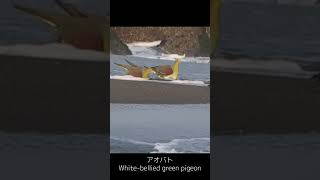 波に流されるアオバト