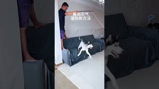 不用出门就把狗遛了，哈哈哈养狗就是用来玩的 谁家还没个傻狗 萌宠出道计划